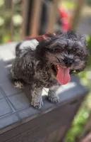 Midnight, a male Shihpoo for sale in Hobart, IN – 1 of 6