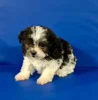 Tre, a male Shihpoo for sale in Hobart, IN – 1 of 3