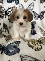 Stevie, a male Maltipoo for sale in Fort Myers, FL – 3 of 7