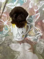 Tiny Nugget, a male Shih Tzu for sale in Fort Myers, FL – 3 of 8
