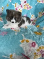 Noah, a male Pomeranian for sale in Fort Myers, FL – 7 of 9