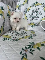 Tcup Biscuit, a male Maltese for sale in Fort Myers, FL – 3 of 10