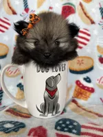 Tcup Lucy, a female Pomeranian for sale in Fort Myers, FL – 7 of 8