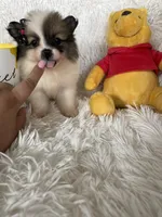 Bellini, a female Pomeranian for sale in Fort Myers, FL – 3 of 7