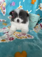 Poppy, a female Pomeranian for sale in Fort Myers, FL – 3 of 5