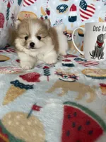 Juno, a male Pomeranian for sale in Fort Myers, FL – 3 of 8