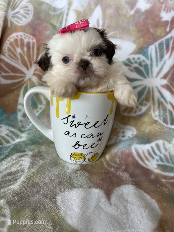 Godiva – Shih Tzu puppy for sale in Fort Myers, FL