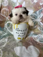 Godiva, a female Shih Tzu for sale in Fort Myers, FL – 1 of 7