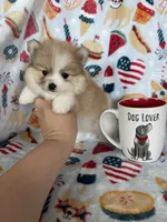 Juno, a male Pomeranian for sale in Fort Myers, FL – 5 of 8
