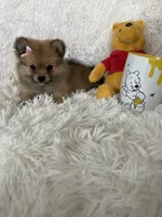 Paloma, a female Pomeranian for sale in Fort Myers, FL – 7 of 8