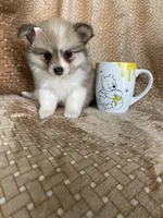 Plum, a female Pomeranian for sale in Fort Myers, FL – 5 of 6