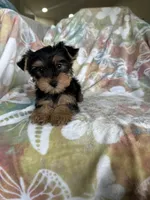 Rocco, a male Yorkshire Terrier for sale in Fort Myers, FL – 9 of 9