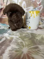 Tiny Nugget, a male Shih Tzu for sale in Fort Myers, FL – 5 of 8