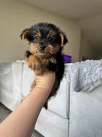 Taro, a male Yorkshire Terrier for sale in Fort Myers, FL – 5 of 5