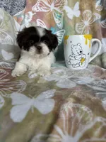 Twix, a male Shih Tzu for sale in Fort Myers, FL – 2 of 8