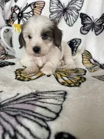 Scotty, a male Maltipoo for sale in Fort Myers, FL – 7 of 9