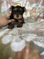 Sophie , a female Yorkshire Terrier for sale in Fort Myers, FL – 7 of 8