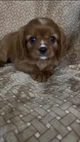 Prosciutto , a male Cavalier King Charles Spaniel for sale in Fort Myers, FL – 3 of 7