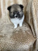 Pretzel, a male Pomeranian for sale in Fort Myers, FL – 2 of 7