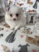 Raleigh, a female Pomeranian for sale in Fort Myers, FL – Photo 4 of 5