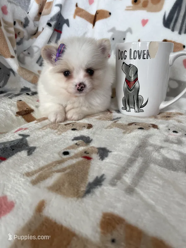 Raleigh – Pomeranian puppy for sale in Fort Myers, FL