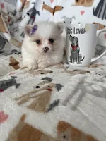 Raleigh, a female Pomeranian for sale in Fort Myers, FL – Photo 1 of 5