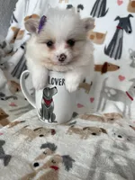 Raleigh, a female Pomeranian for sale in Fort Myers, FL – Photo 2 of 5