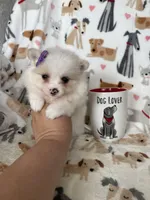 Raleigh, a female Pomeranian for sale in Fort Myers, FL – Photo 5 of 5