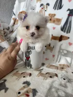 Raleigh, a female Pomeranian for sale in Fort Myers, FL – Photo 3 of 5