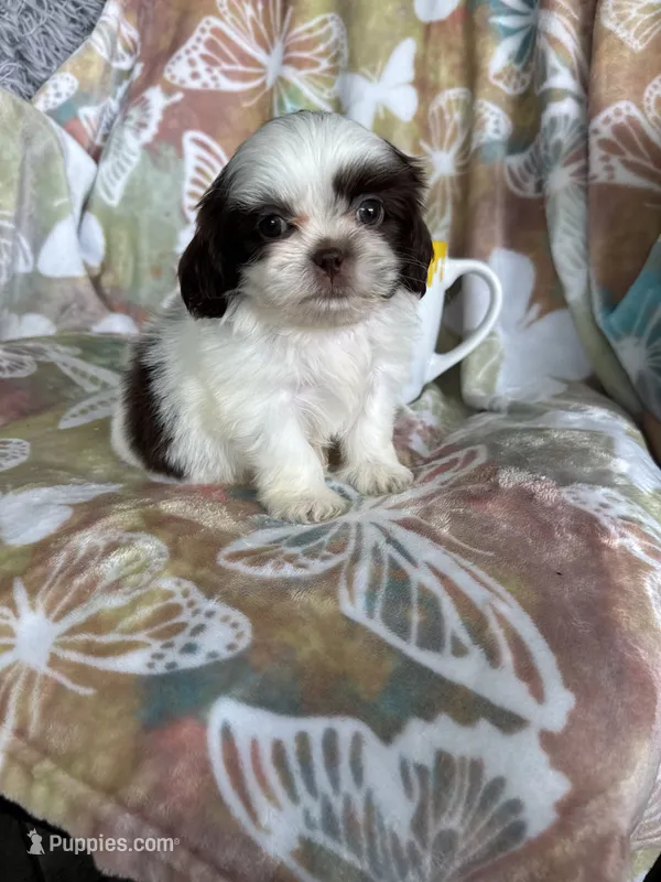 Chip – Shih Tzu puppy for sale in Fort Myers, FL