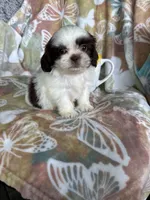 Chip, a male Shih Tzu for sale in Fort Myers, FL – 1 of 9