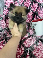 Java, a female Pomeranian for sale in Fort Myers, FL – 2 of 6