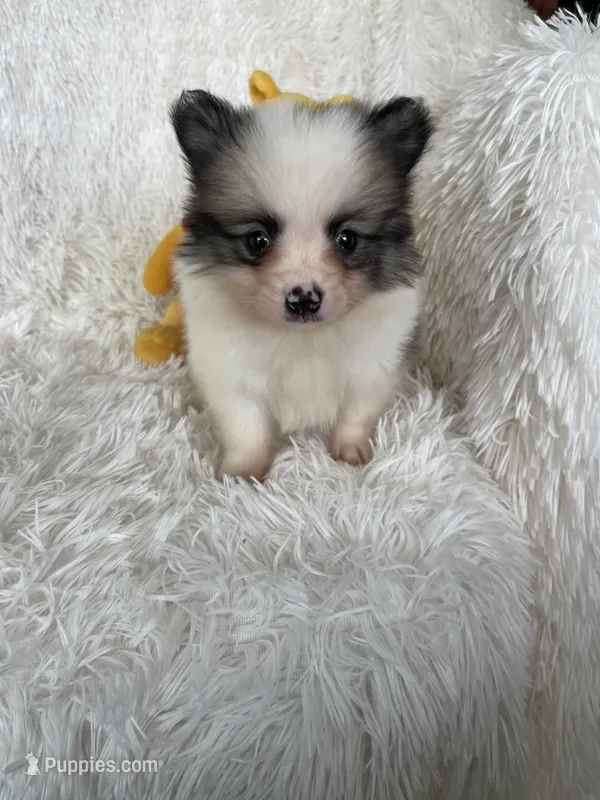 Gin Fizz – Pomeranian puppy for sale in Fort Myers, FL