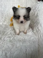 Gin Fizz, a male Pomeranian for sale in Fort Myers, FL – 1 of 9
