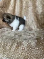 Pretzel, a male Pomeranian for sale in Fort Myers, FL – 7 of 7