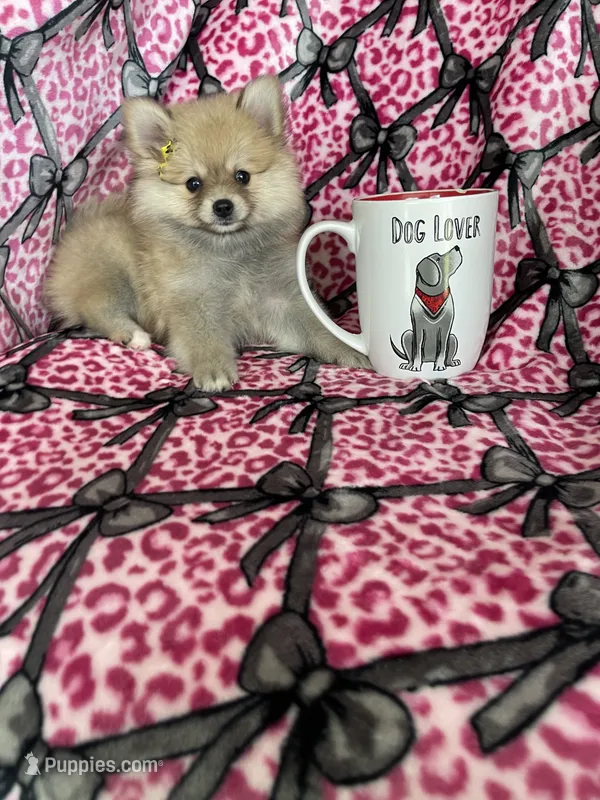 Latte – Pomeranian puppy for sale in Fort Myers, FL