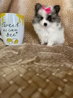 Tiny Pumpkin , a female Pomeranian for sale in Fort Myers, FL – 6 of 7