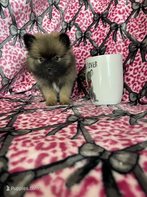 Espresso  – Pomeranian puppy for sale in Fort Myers, FL