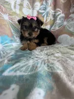 Peppa, a female Yorkshire Terrier for sale in Fort Myers, FL – 2 of 7