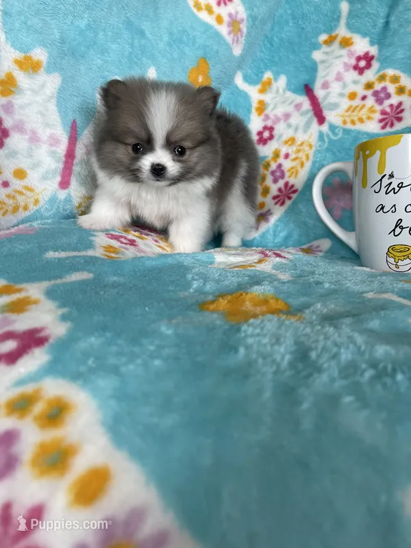 Tcup Chippy – Pomeranian puppy for sale in Fort Myers, FL
