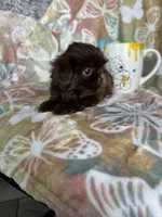 Hershey , a male Shih Tzu for sale in Fort Myers, FL – 4 of 7