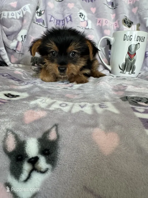 Taro – Yorkshire Terrier puppy for sale in Fort Myers, FL