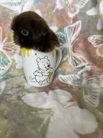 Tiny Nugget, a male Shih Tzu for sale in Fort Myers, FL – 7 of 8
