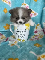 Tcup Chippy, a male Pomeranian for sale in Fort Myers, FL – 4 of 6