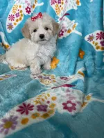 Gracie, a female Maltipoo for sale in Fort Myers, FL – 3 of 9