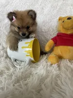 Paloma, a female Pomeranian for sale in Fort Myers, FL – 3 of 8
