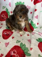 Philly, a male Miniature Aussiedoodle for sale in Fort Myers, FL – Photo 9 of 9