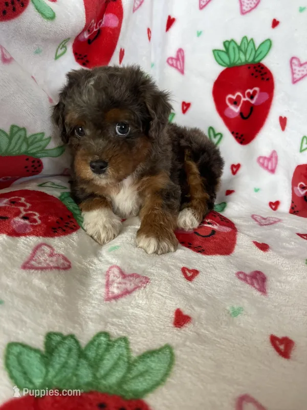 Philly – Miniature Aussiedoodle puppy for sale in Fort Myers, FL
