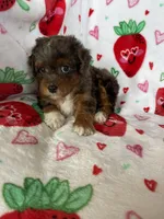 Philly, a male Miniature Aussiedoodle for sale in Fort Myers, FL – Photo 1 of 9