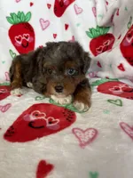 Philly, a male Miniature Aussiedoodle for sale in Fort Myers, FL – Photo 2 of 9